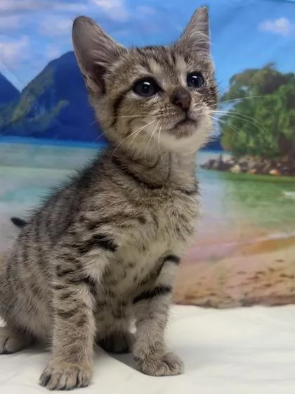 A baby small-sized female Domestic Short Hair cat named Dry for adoption in San Antonio, TX