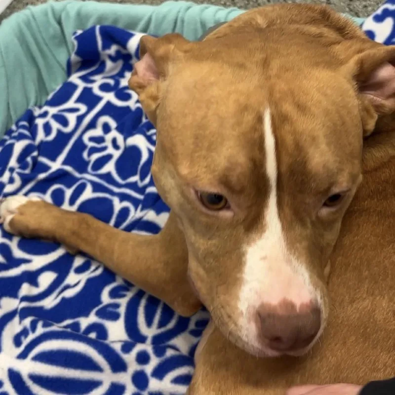 Mama Rosie thumbnail 3