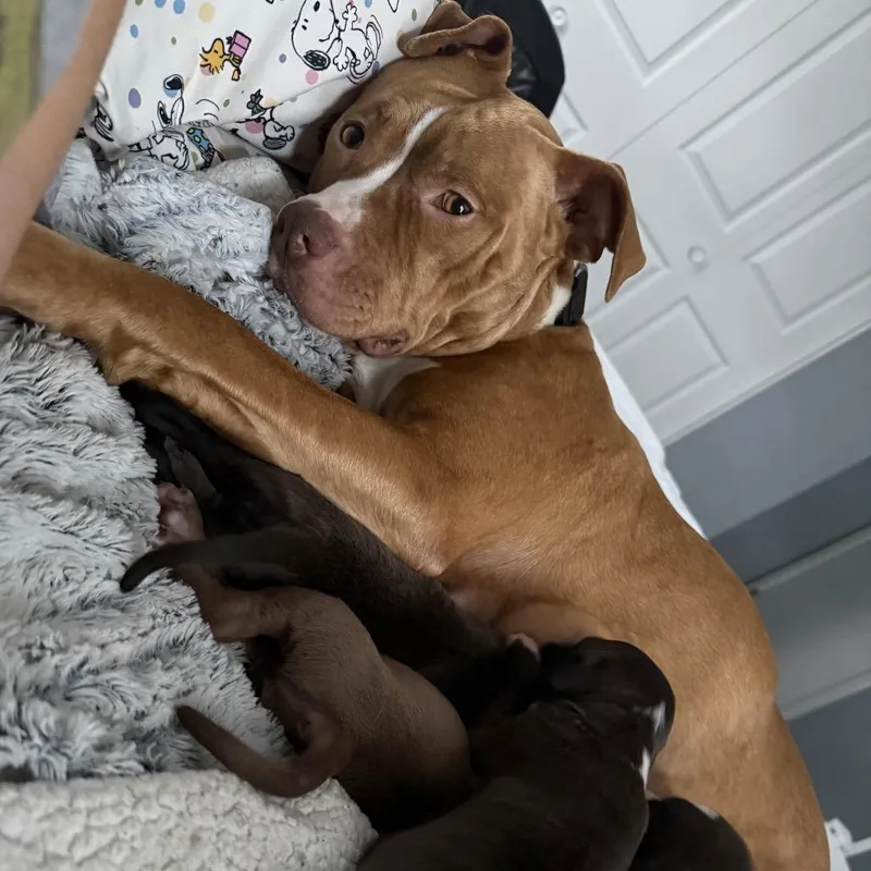 Mama Rosie thumbnail 4