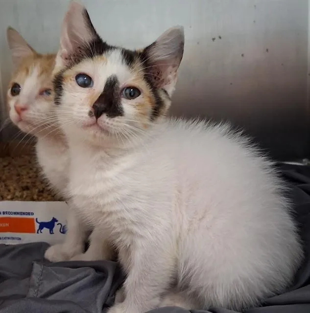A baby small-sized female Domestic Short Hair cat named Rukia for adoption in Fort Walton Beach, FL