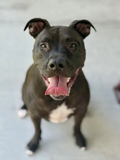 A young medium-sized male Pit Bull Terrier dog named Ford for adoption in Daytona Beach, FL