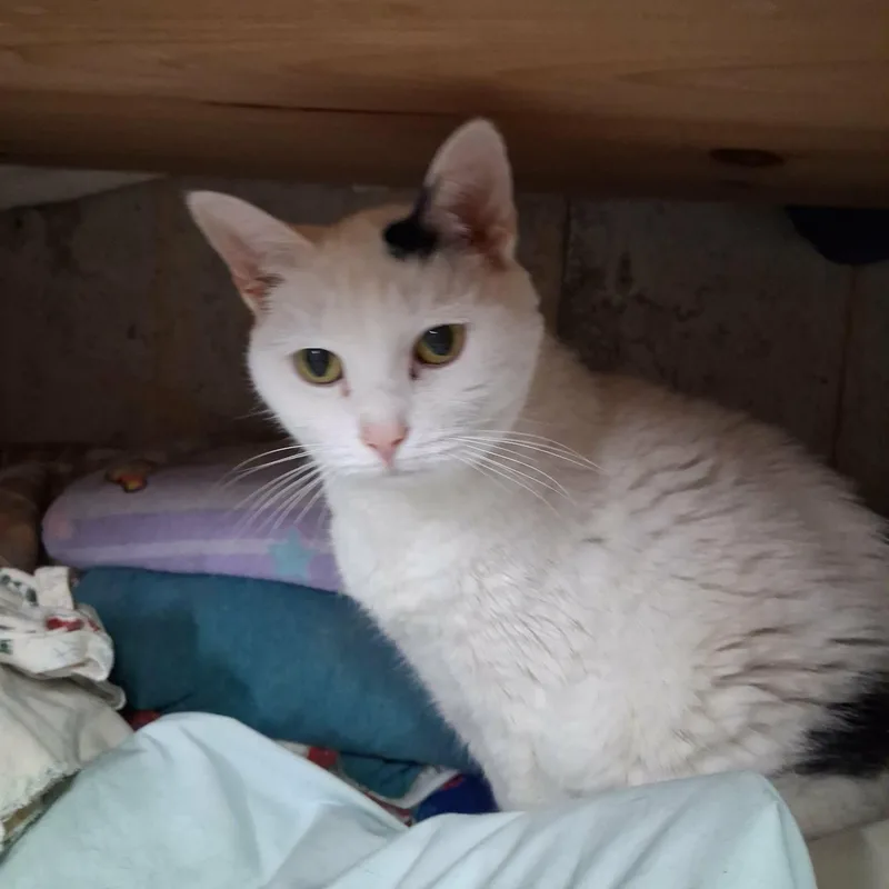 A senior medium-sized female Black & White / Tuxedo Domestic Short Hair cat named Skeeter and Sissy for adoption in Vine Grove, KY