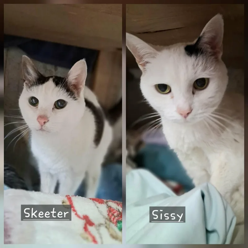 Skeeter and Sissy thumbnail 2