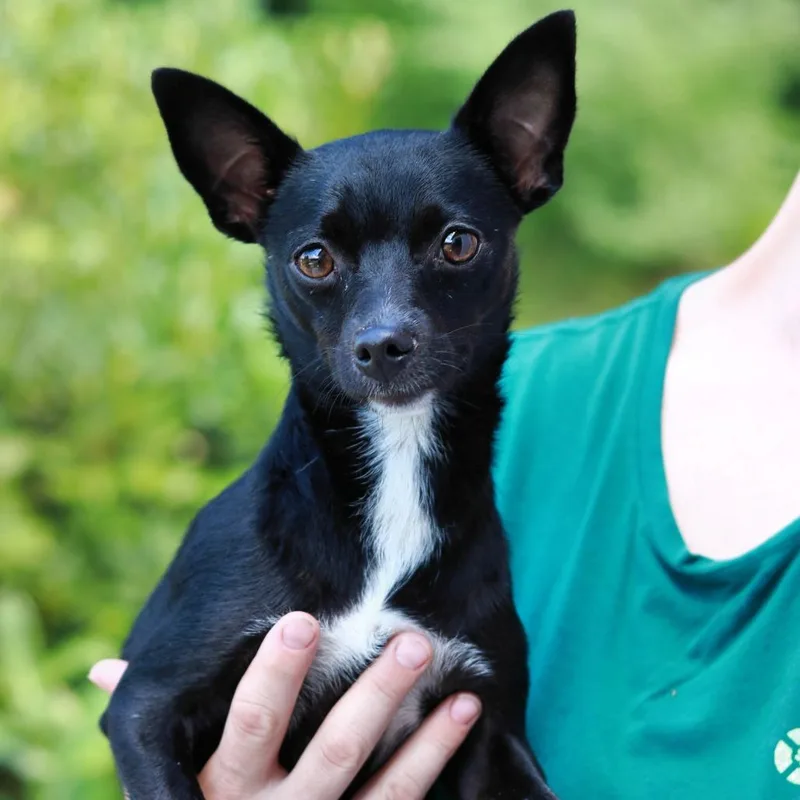 An adult small-sized female Black Chihuahua dog named CT Whitefoot lbs for adoption in Eastford, CT