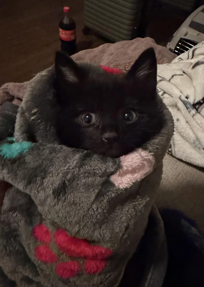 A baby medium-sized male Black Domestic Short Hair cat named Independence for adoption in Fruit Heights, UT