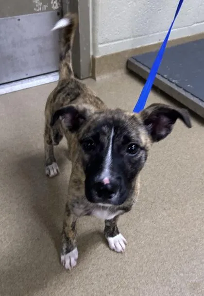 A baby small-sized female Shepherd dog named Mandy for adoption in Irving, TX