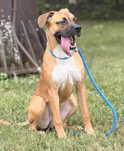 A baby medium-sized female Boxer dog named Ruby for adoption in New Albany, IN
