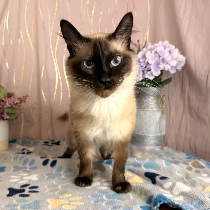 Yuki