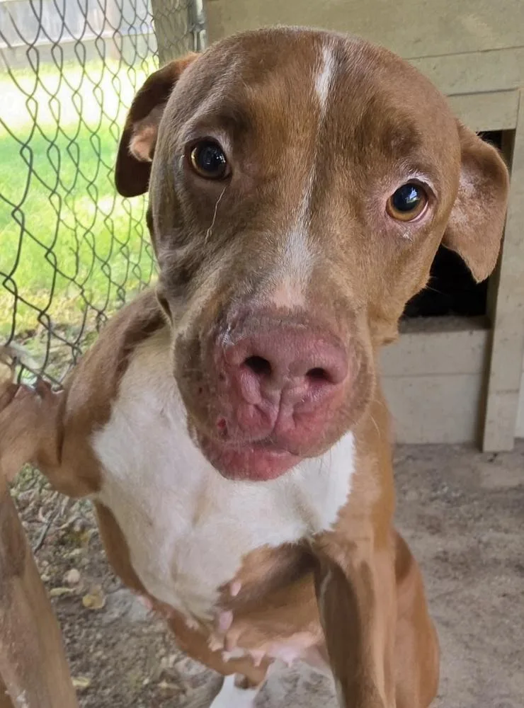 An adult medium-sized female White / Cream Pit Bull Terrier dog named Winnie for adoption in Ridgeland, SC