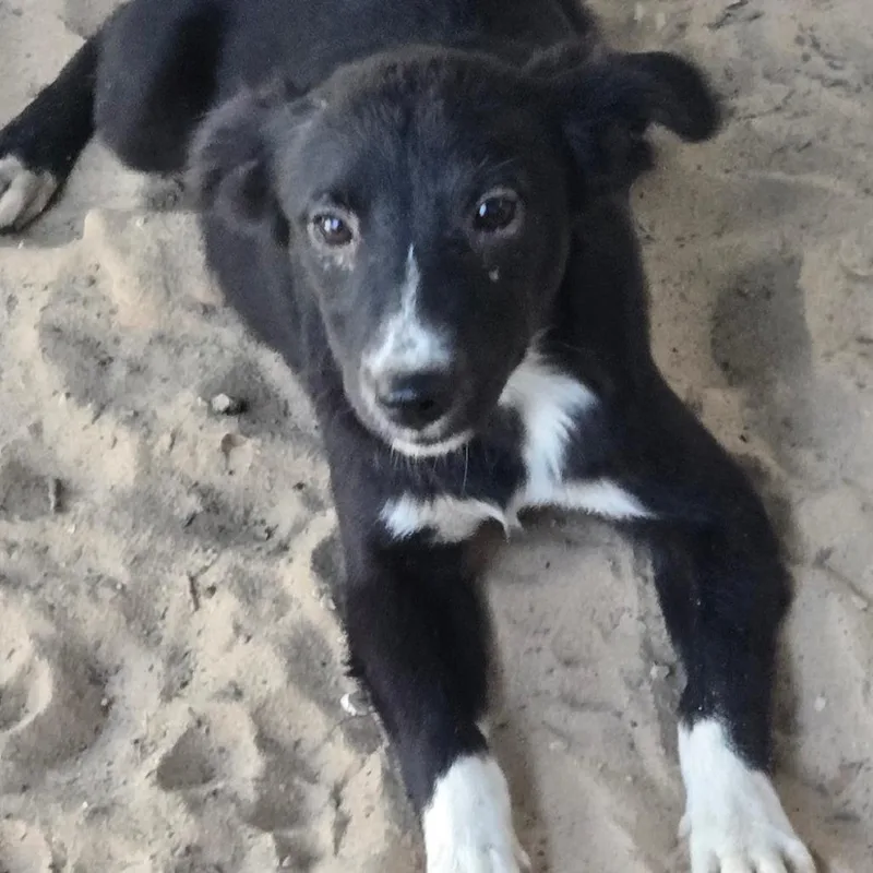 A baby small-sized female Black Labrador Retriever dog named Turquoise for adoption in Floresville, TX