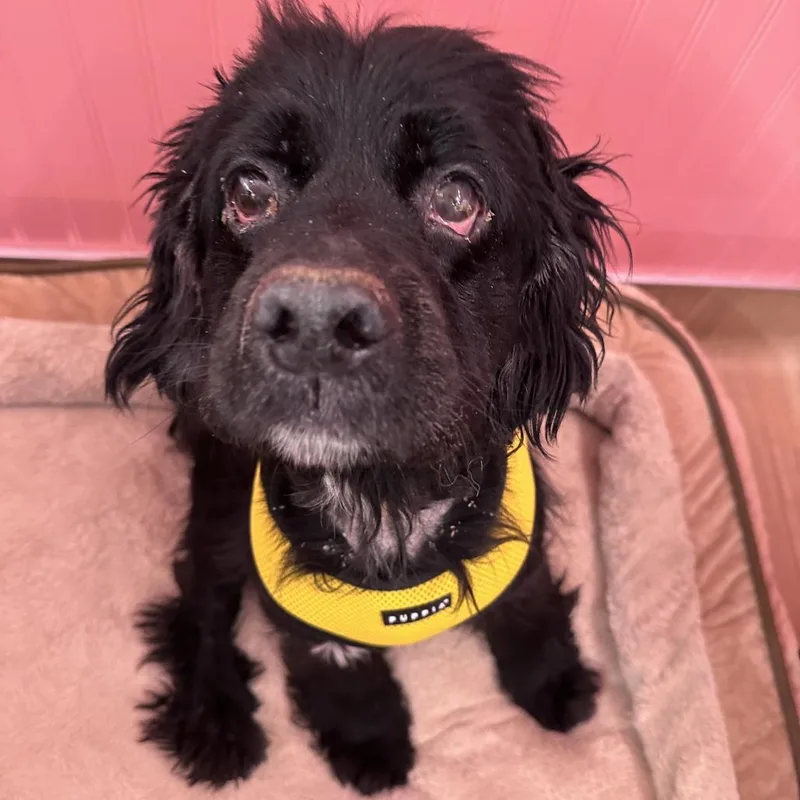 A senior medium-sized male Cocker Spaniel dog named Gad for adoption in San Francisco, CA