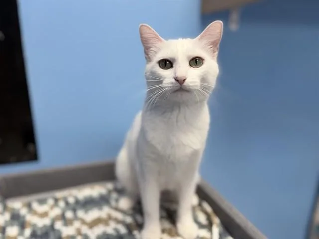 A young small-sized female Domestic Short Hair cat named Whitey for adoption in Ames, IA