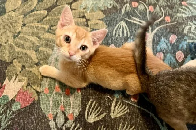 A baby small-sized male Orange / Red Abyssinian cat named Badger for adoption in Parlier, CA