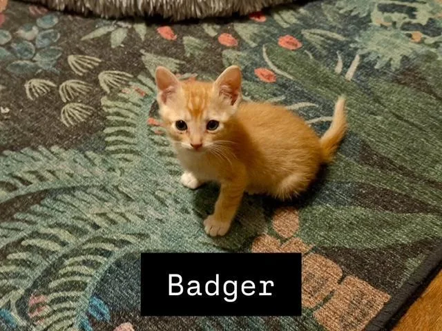 Badger thumbnail 2