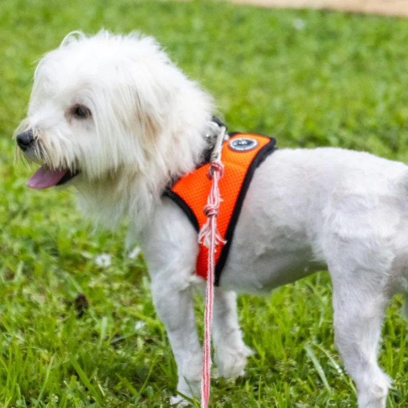An adult small-sized female Maltese dog named LuLu Lemon for adoption in TITUSVILLE, FL