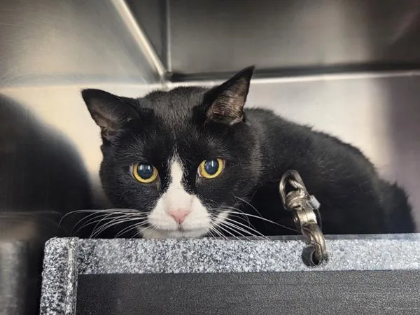 A senior large-sized female Domestic Short Hair cat named Julia for adoption in New York, NY