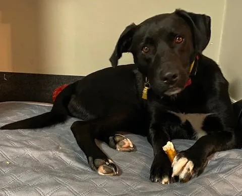 Maverick Muffin ~ Local thumbnail 2