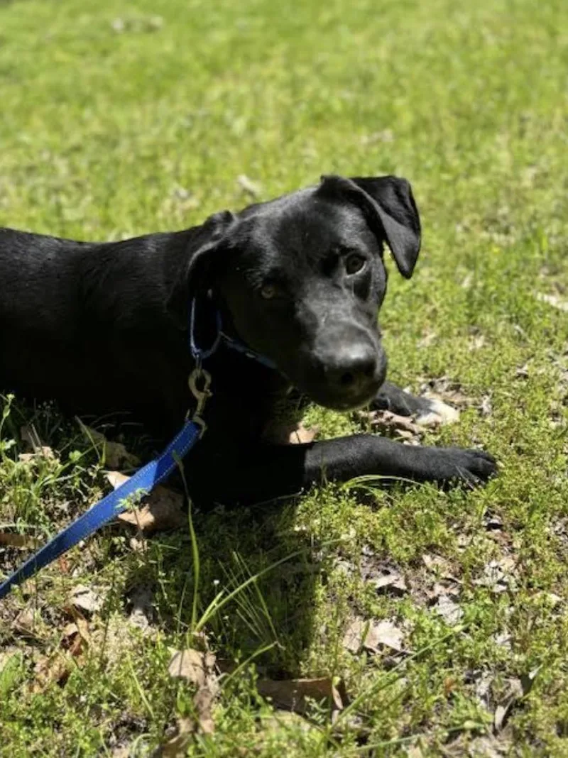 Maverick Muffin ~ Local thumbnail 3