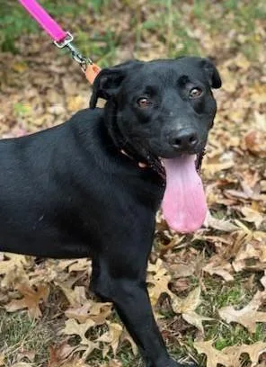 Maverick Muffin ~ Local thumbnail 4