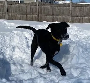 Maverick Muffin ~ Local thumbnail 5