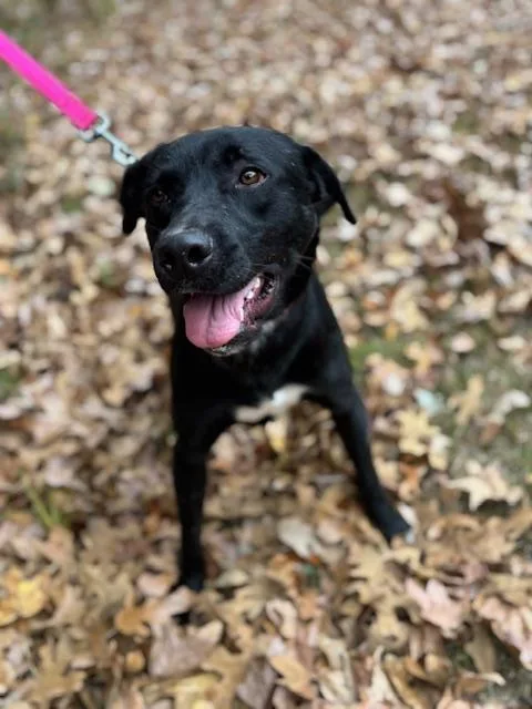 Maverick Muffin ~ Local