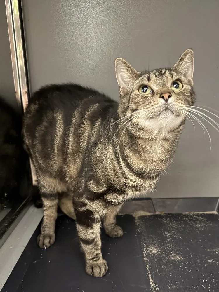 An adult medium-sized male Tabby (Brown / Chocolate) Domestic Short Hair cat named Winter for adoption in West Mifflin, PA