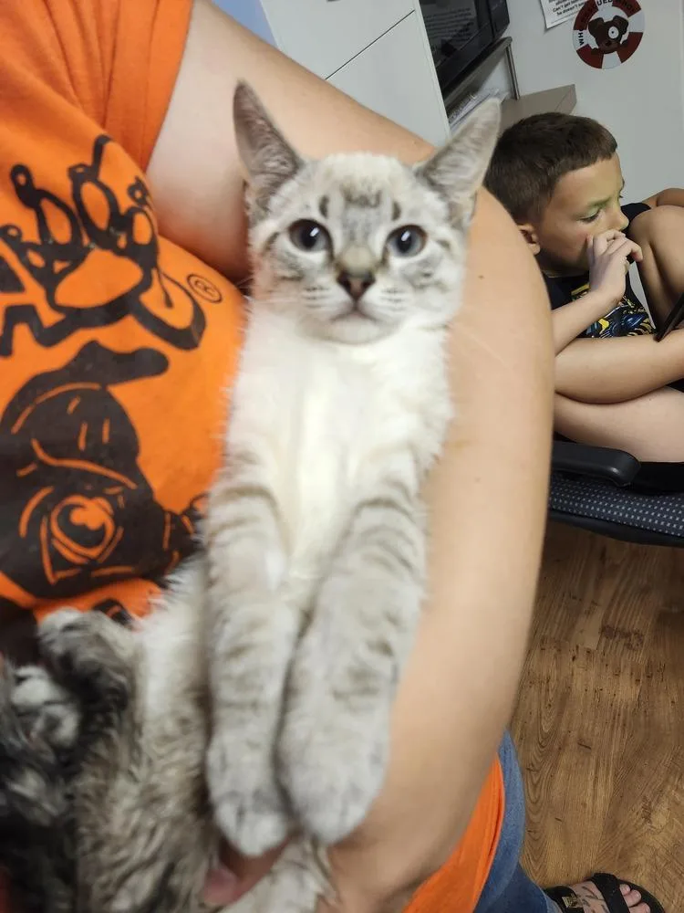 A baby medium-sized male Siamese cat named Tortilla for adoption in East Greenville, PA