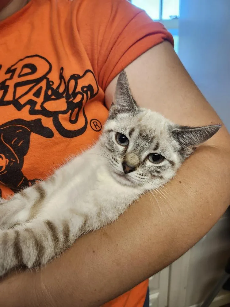 Tortilla thumbnail 2