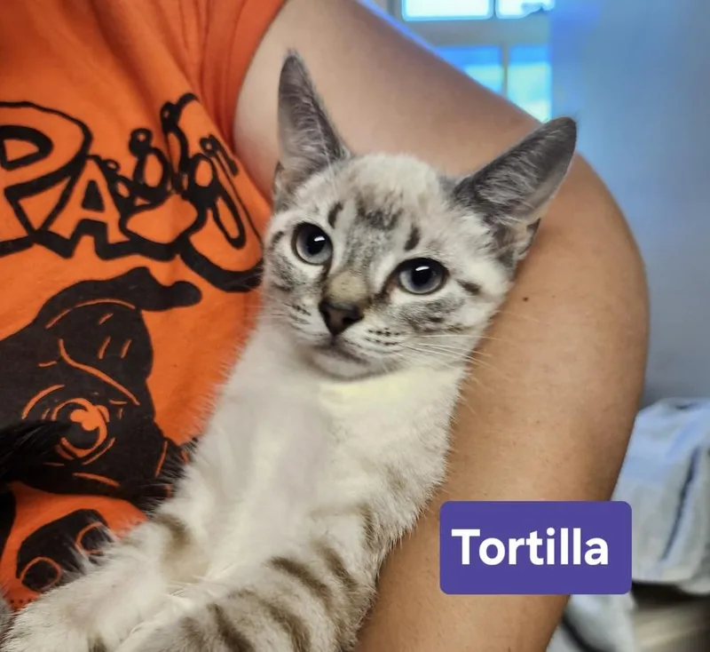 Tortilla thumbnail 3