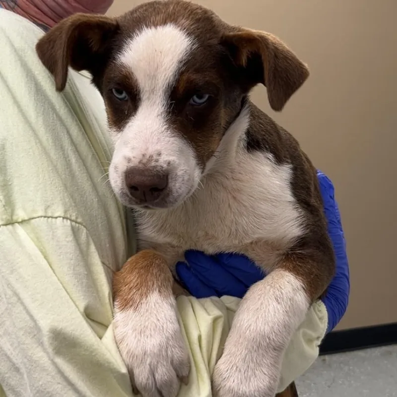 A baby medium-sized male Black Australian Cattle Dog / Blue Heeler dog named Clyde for adoption in Maynardville, TN