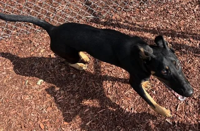 A young large-sized female Doberman Pinscher dog named Cypress for adoption in Panama City, FL