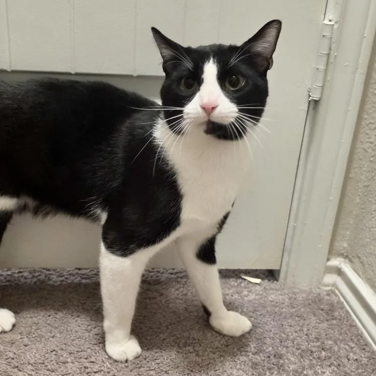 A baby medium-sized male Black & White / Tuxedo Domestic Medium Hair cat named Kevin for adoption in Liverpool, TX