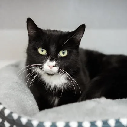 An adult small-sized female Black Domestic Short Hair cat named Avon for adoption in Atlanta, GA