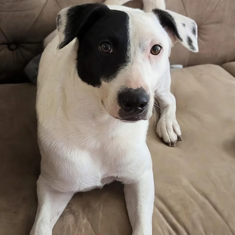 An adult medium-sized female White / Cream Rat Terrier dog named Dionysus for adoption in Waco, TX