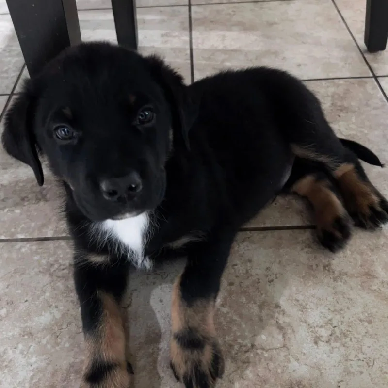A baby large-sized male Tricolor (Brown, Black, & White) Rottweiler dog named Munson for adoption in McHenry, IL