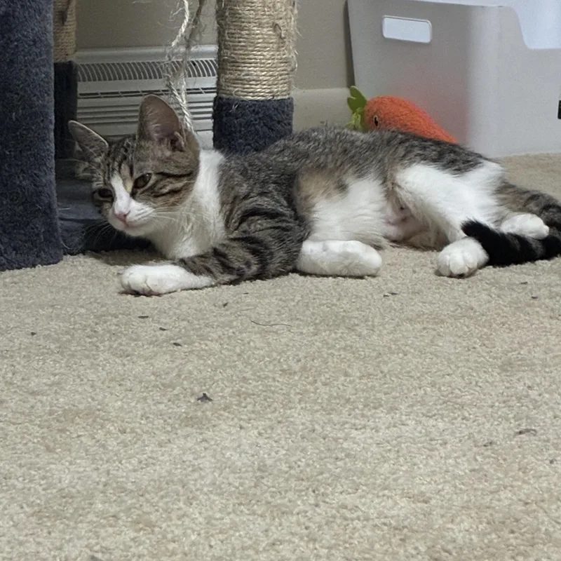 A young small-sized male Tabby (Brown / Chocolate) Domestic Short Hair cat named Jj for adoption in Holly, MI