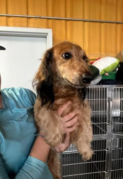 A senior small-sized male Dachshund dog named Benny in TX for adoption in Cranston, RI