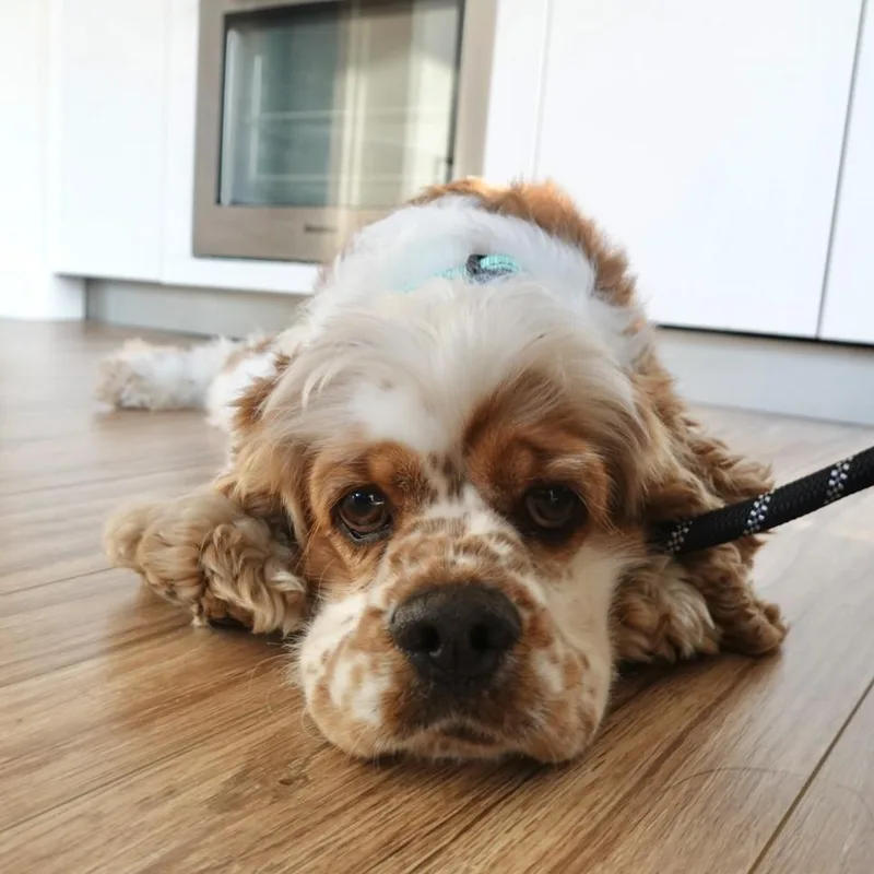 A young small-sized male Cocker Spaniel dog named Odysseus for adoption in Twin lakes, WI