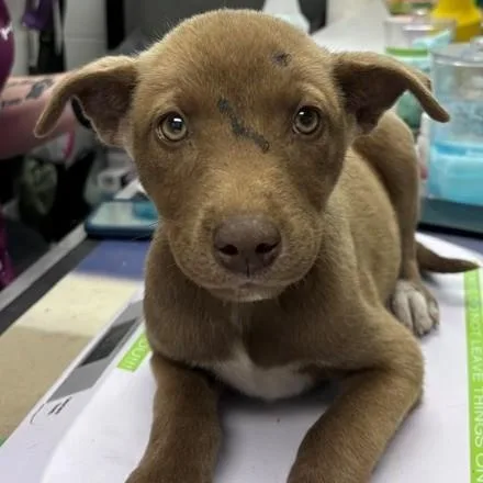 A baby medium-sized female Chocolate Labrador Retriever dog named Cersei for adoption in Allegan, MI