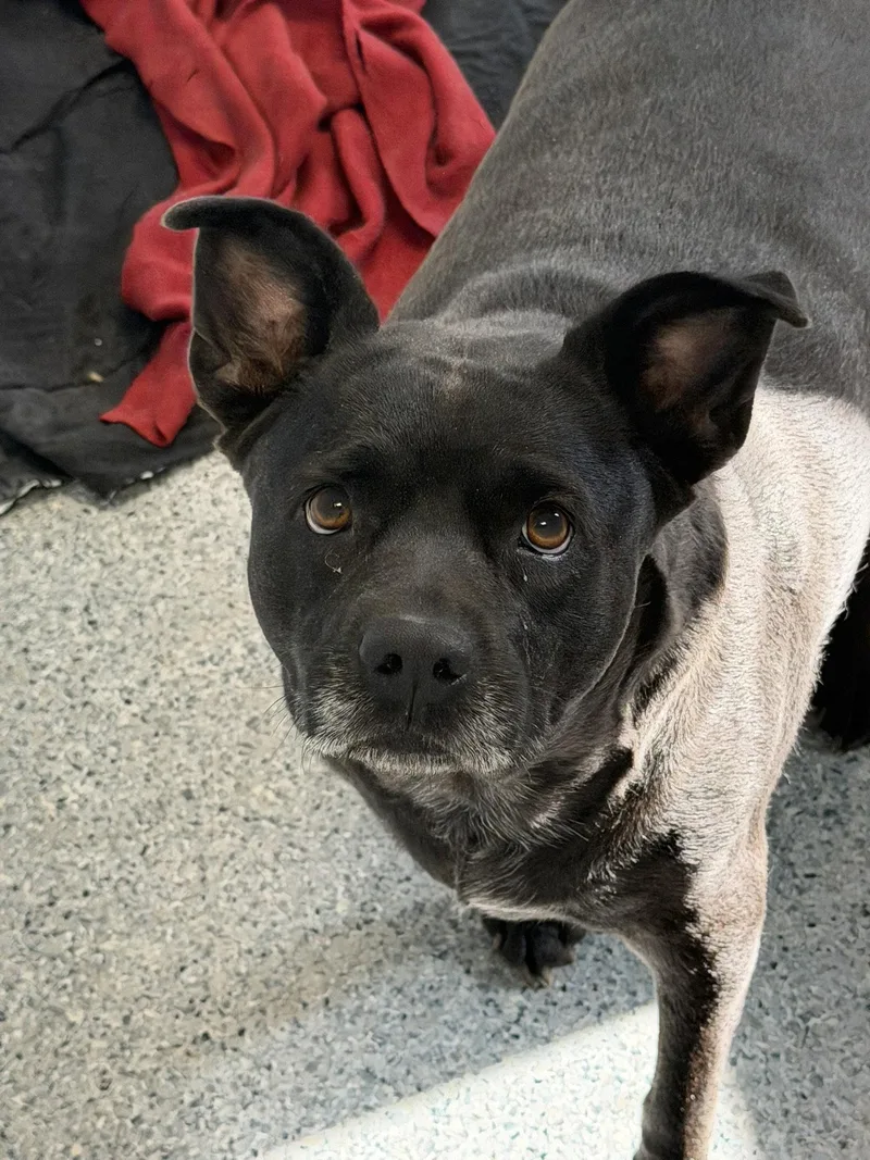 An adult medium-sized female American Staffordshire Terrier dog named Clinique for adoption in Jackson, MS