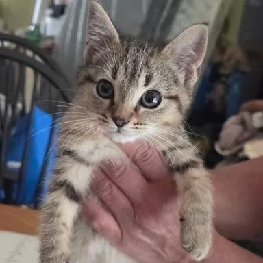 A baby small-sized female American Shorthair cat named Champagne for adoption in Danbury, CT