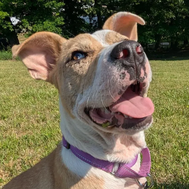 A young medium-sized female Apricot / Beige English Bulldog dog named Nola for adoption in Blairsville, GA