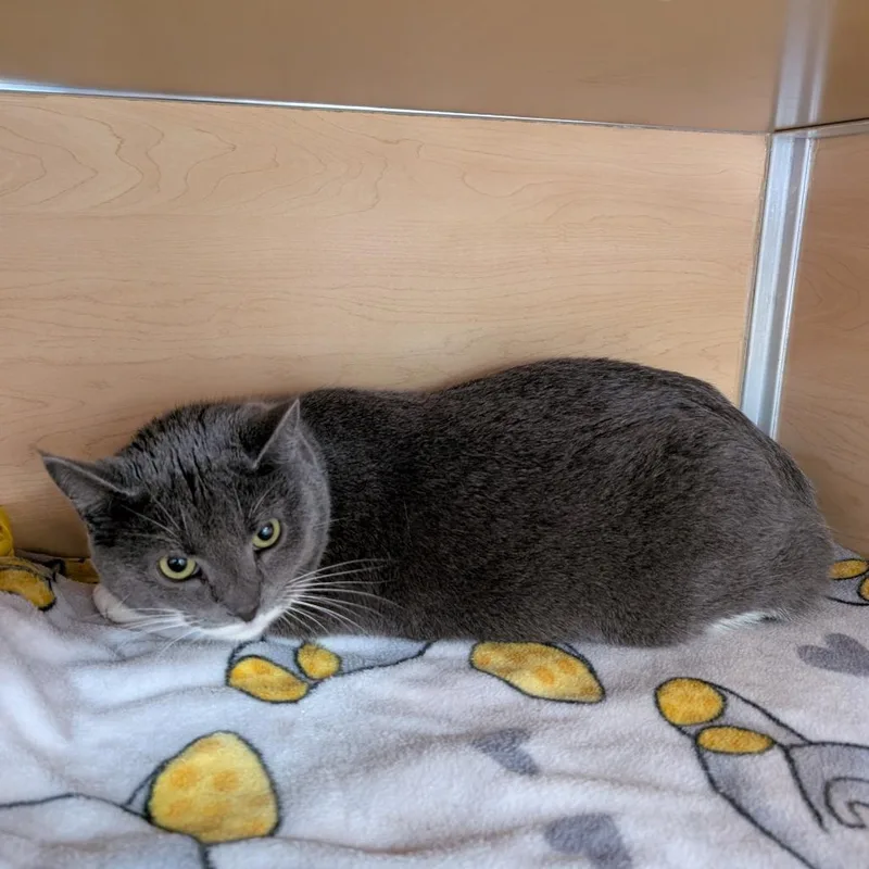 An adult large-sized male Gray / Blue / Silver Domestic Short Hair cat named Milo for adoption in Brookfield, WI