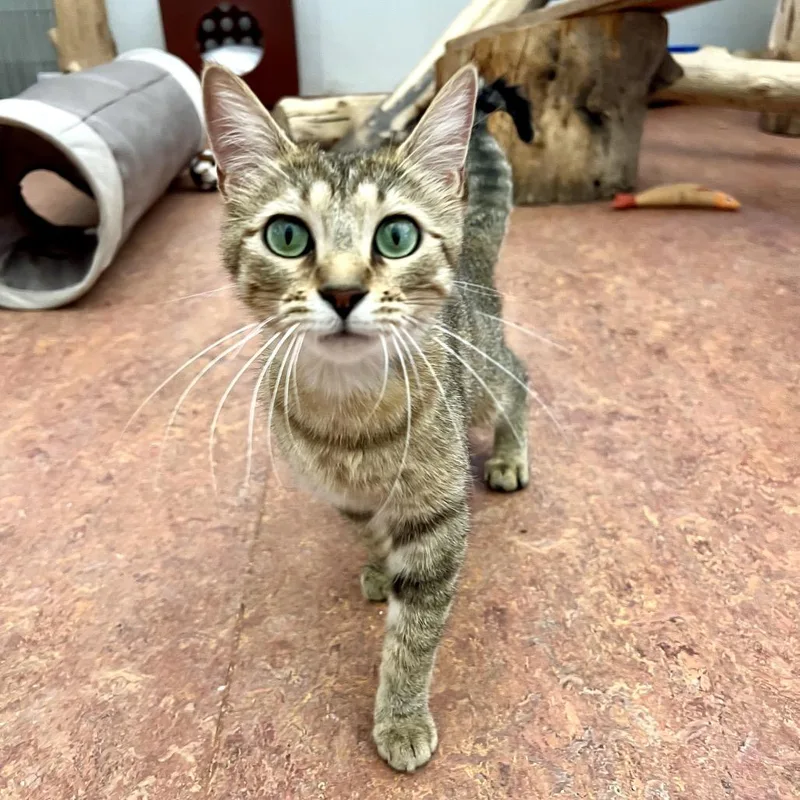 A young small-sized female Brown / Chocolate Domestic Short Hair cat named Janice for adoption in Glenwood Springs, CO