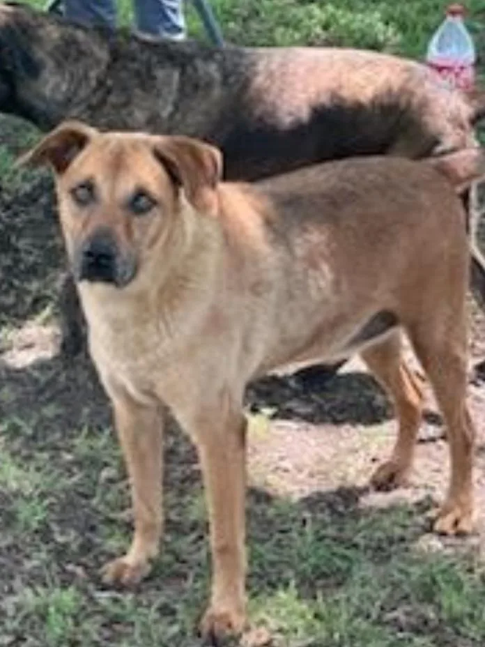 An adult medium-sized male Labrador Retriever dog named Hannigan for adoption in Houston, TX
