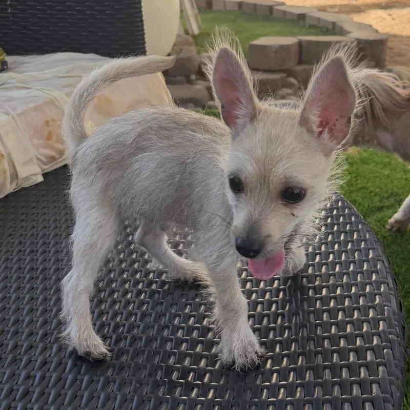 A baby small-sized male Yellow / Tan / Blond / Fawn Terrier dog named Singleton for adoption in Las Vegas, NV