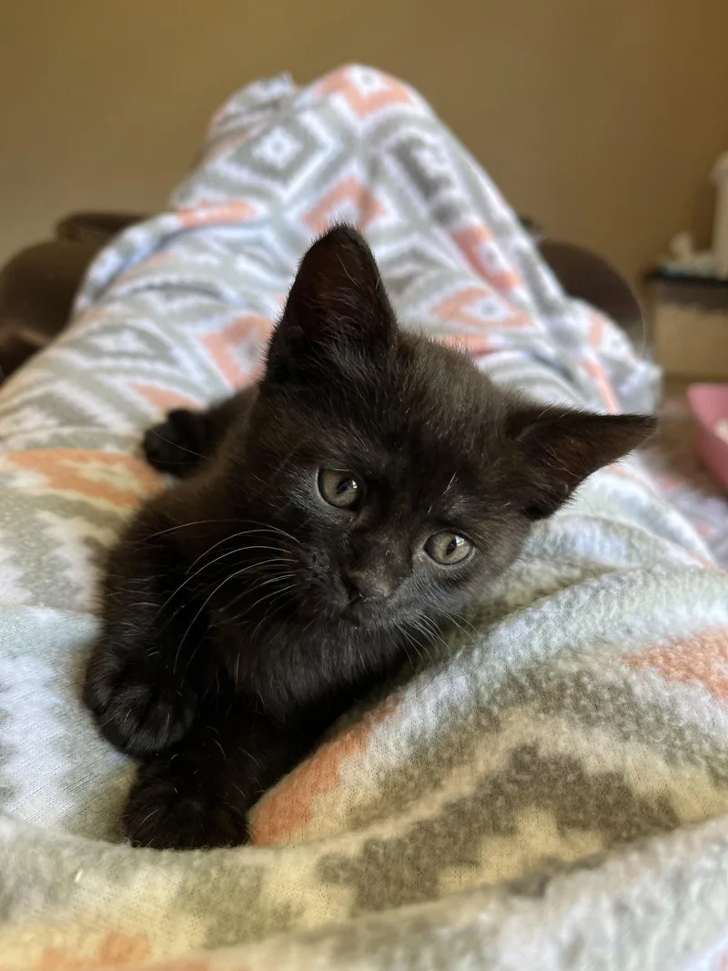 A young small-sized male Black Domestic Short Hair cat named Bean for adoption in Horn Lake, MS