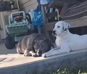 Charlottes Web Litter: Templeton