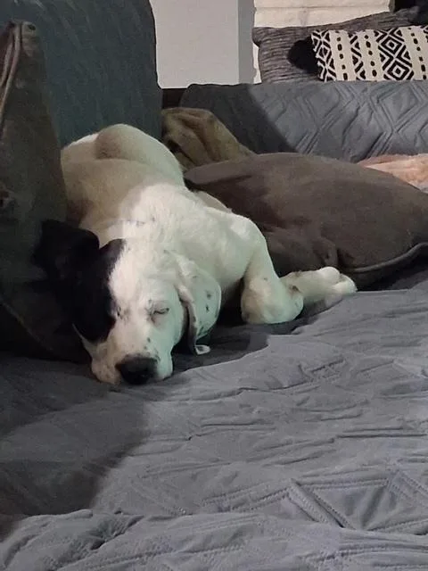 Charlottes Web Litter: Templeton thumbnail 2