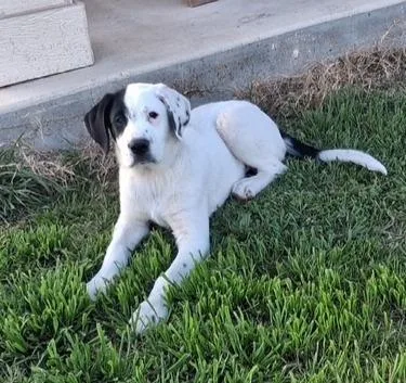 Charlottes Web Litter: Templeton thumbnail 3